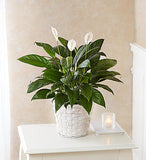 Peace Lily Plant $49.99-$99.99