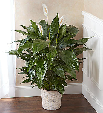 house peace lily Peace Lily Plant – Castro Valley Florist
