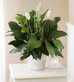 Peace Lily Plant $49.99-$99.99